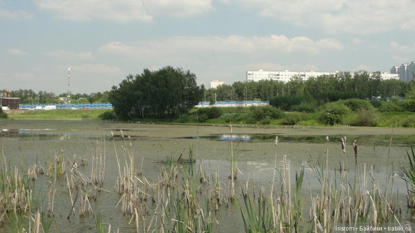 Ai-Ромашка и ее друзья.Репейник на рыбалке