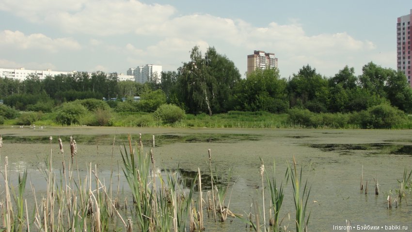 Ai-Ромашка и ее друзья.Репейник на рыбалке