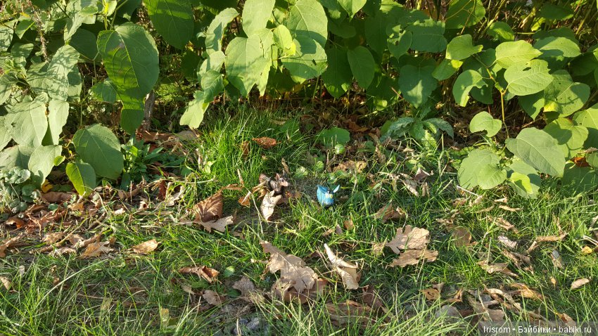 Ai-Ромашка и ее друзья. Неожиданное пополнение питомцев (фото 8)