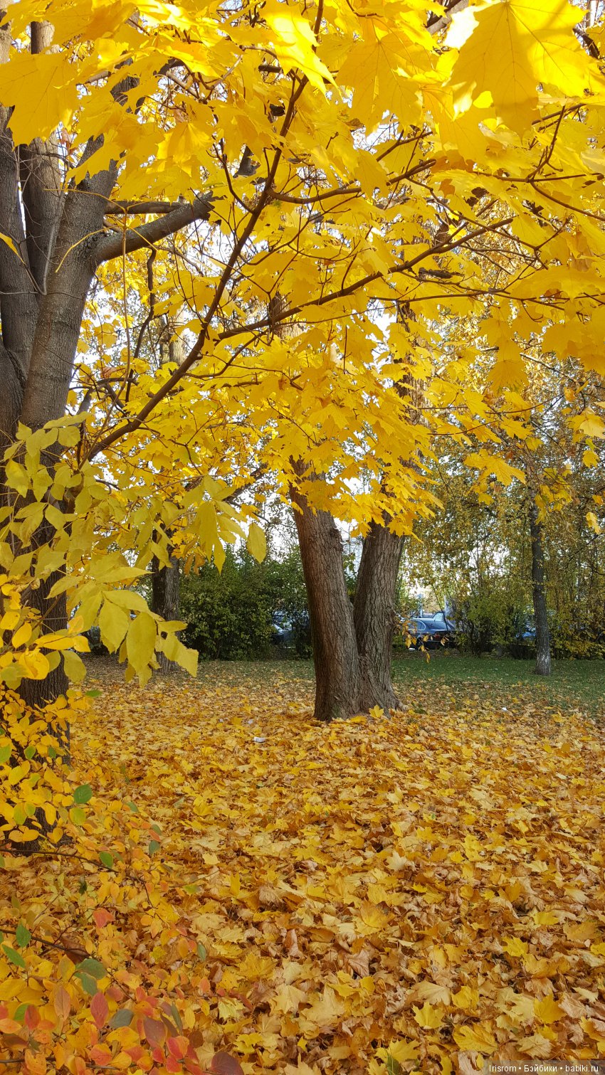 Ai-Ромашка и ее друзья. Неожиданное пополнение питомцев (фото 6)
