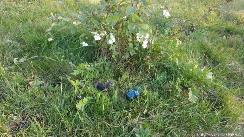 Ai-Ромашка и ее друзья. Неожиданное пополнение питомцев (фото 9)