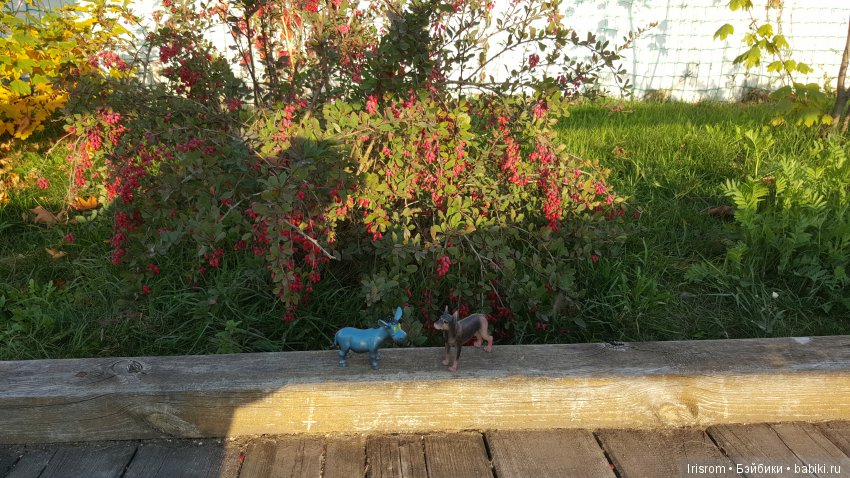 Ai-Ромашка и ее друзья. Неожиданное пополнение питомцев (фото 10)