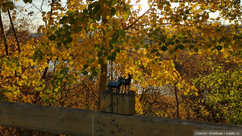 Ai-Ромашка и ее друзья. Неожиданное пополнение питомцев