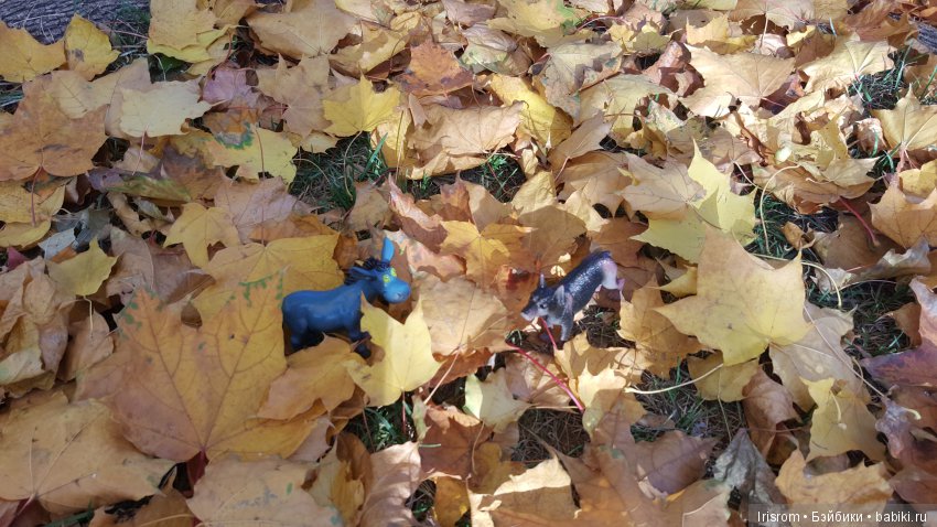 Ai-Ромашка и ее друзья. Неожиданное пополнение питомцев (фото 7)