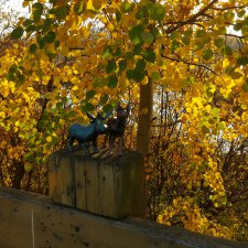 Ai-Ромашка и ее друзья. Неожиданное пополнение питомцев