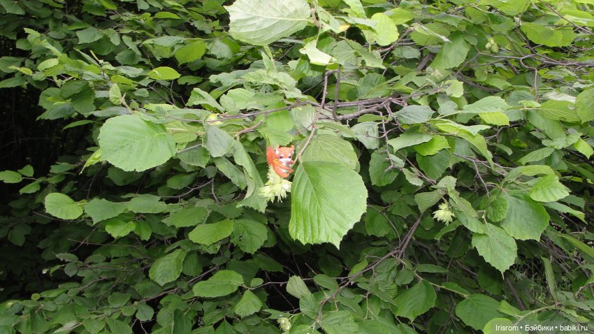 Ai-Ромашка и ее друзья. Роми-блогер, ЖЗК, выпуск 5 (фото 8)