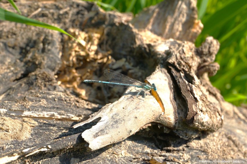 Как я в отпуск с полудницей ездила, часть 1-я, огородная | Бэйбики Как я в отпуск с полудницей ездила, часть 1-я, огородная
