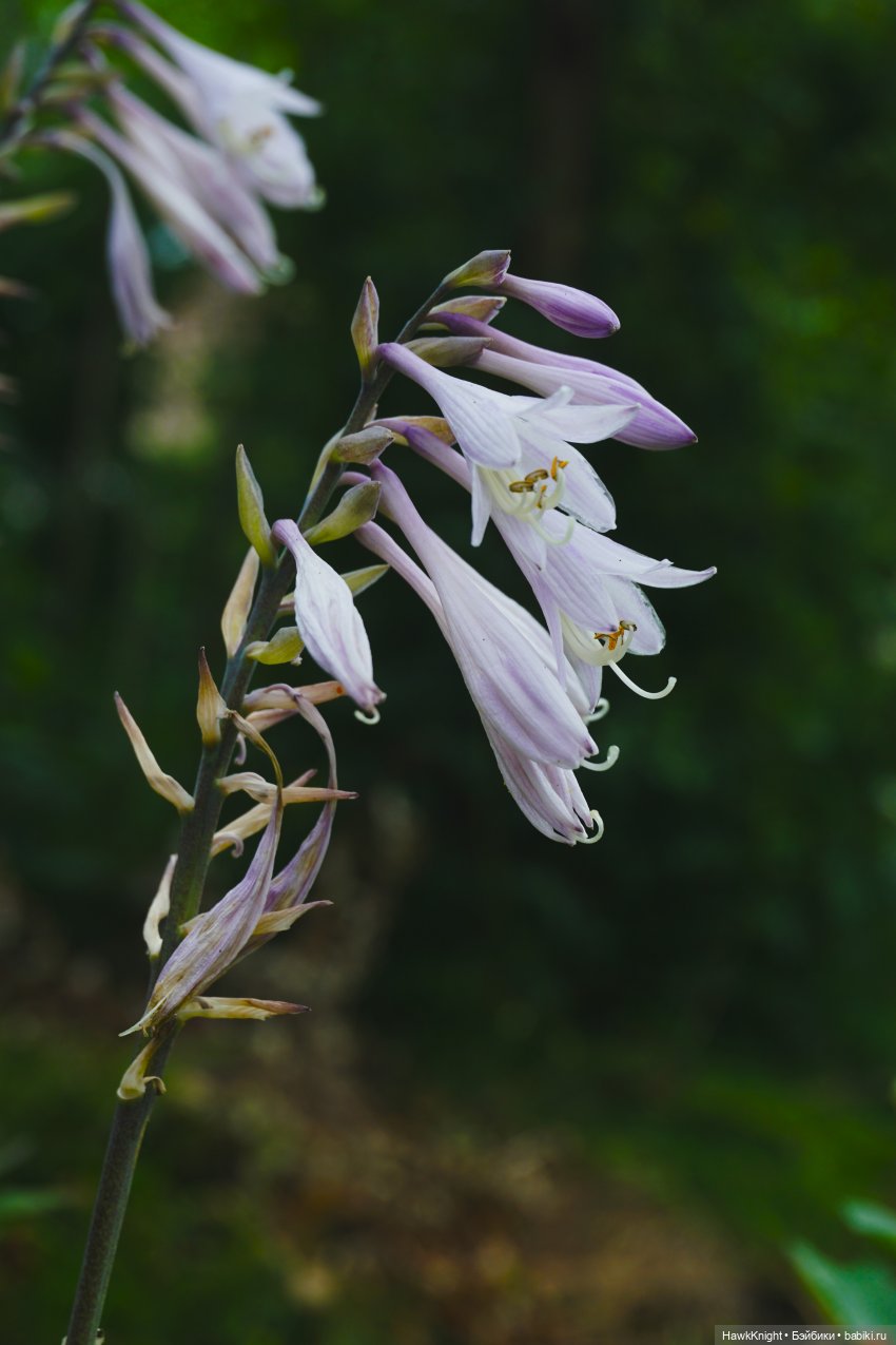 Во саду ли, в огороде нечисть разгулялась