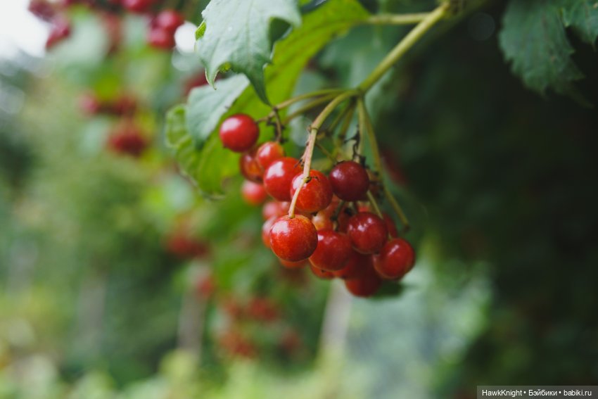 Во саду ли, в огороде нечисть разгулялась