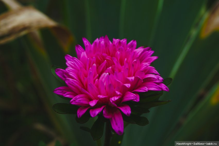 Во саду ли, в огороде нечисть разгулялась