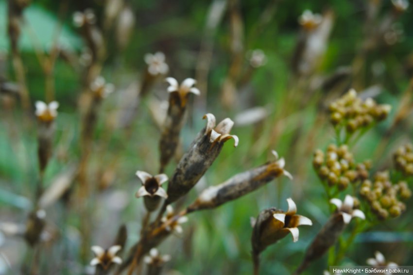 Во саду ли, в огороде нечисть разгулялась