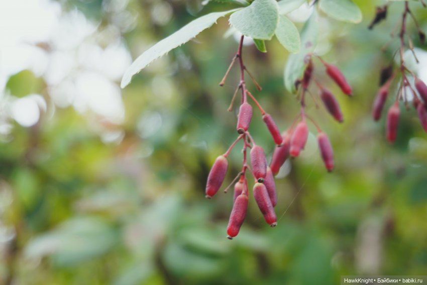 Во саду ли, в огороде нечисть разгулялась