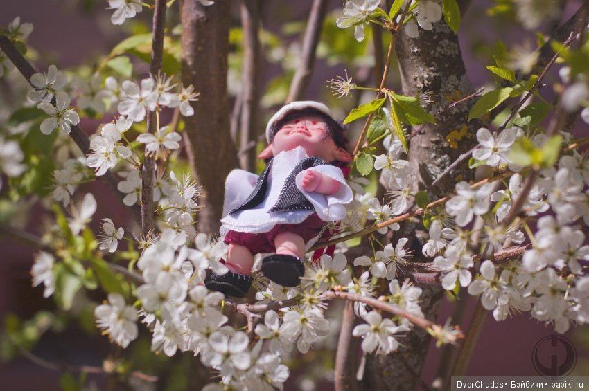 Великий исход Кису-ня за корбкой (фото 6)