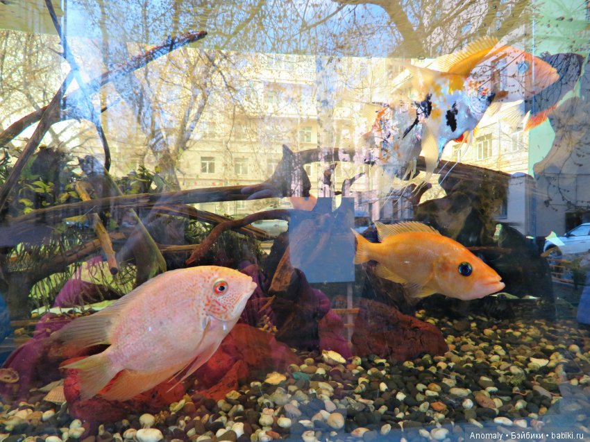 Знакомство с форматом дюймовочки