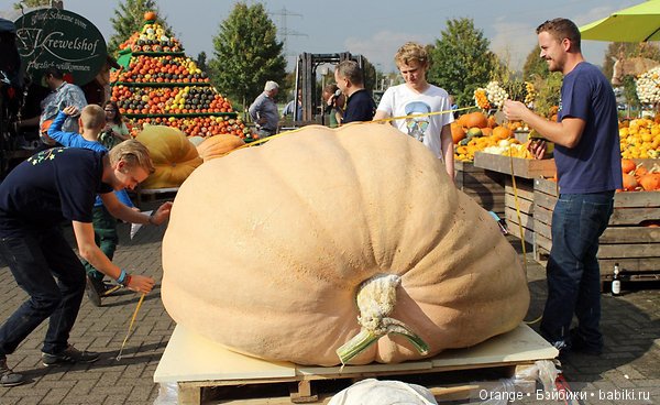 Фестиваль тыквы. "Окрыленные"