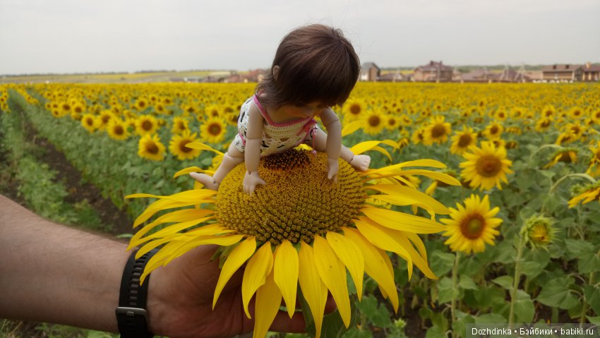 Два путешественника ехали к неведомому берегу