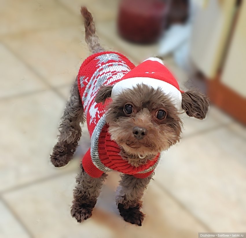 Фотоотчет по зиме | Бэйбики Фотоотчет по зиме — Куклы Meadow dolls (Медовушки): BJD (БЖД)