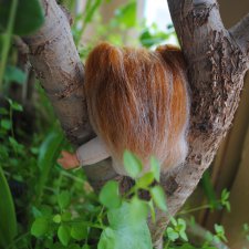 Капустик, ляляляля