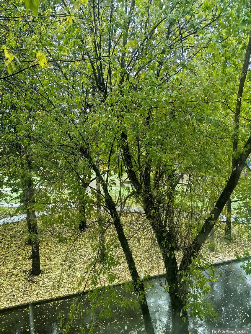 Первый снег. В моем городе вновь первый снег (фото 5)