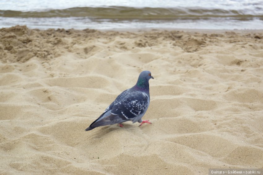Счастливое лето 2019 — Разные шарнирные куклы (не БЖД): редкие