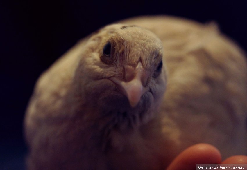 Счастливое лето 2019 — Разные шарнирные куклы (не БЖД): редкие