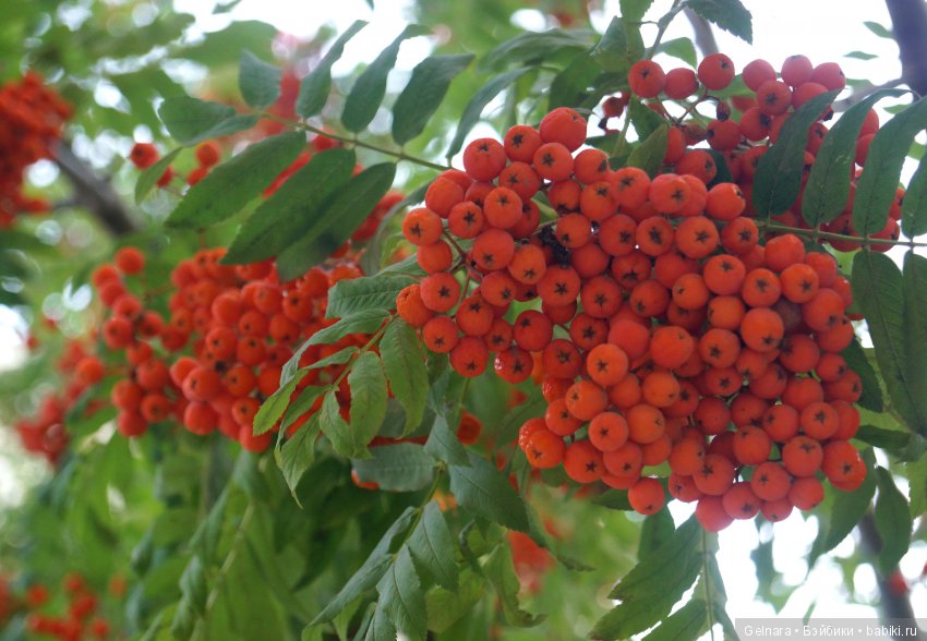 Здравствуй, осень — Разные шарнирные куклы (не БЖД): редкие (фото 4)