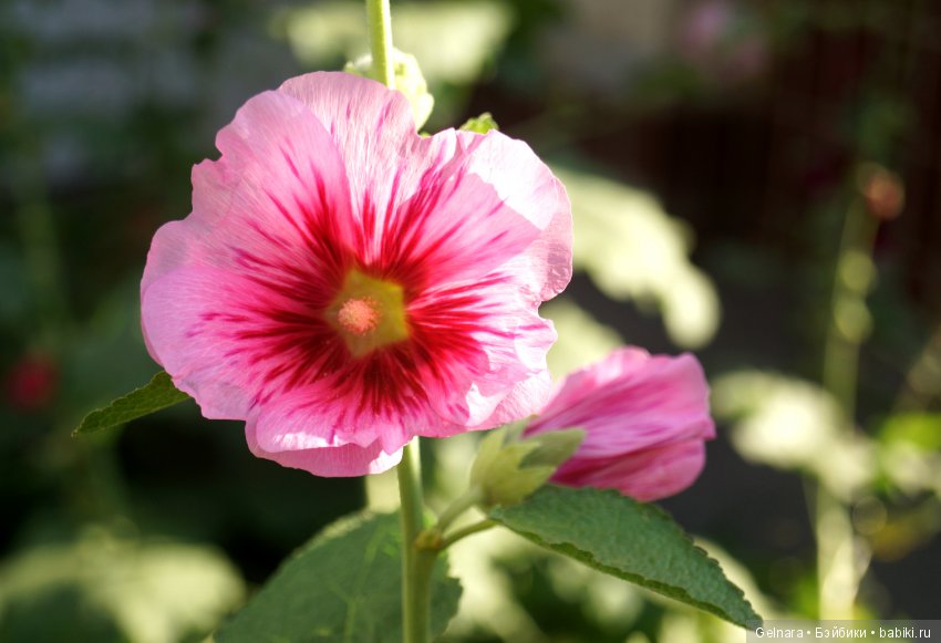 Здравствуй, осень — Разные шарнирные куклы (не БЖД): редкие (фото 3)