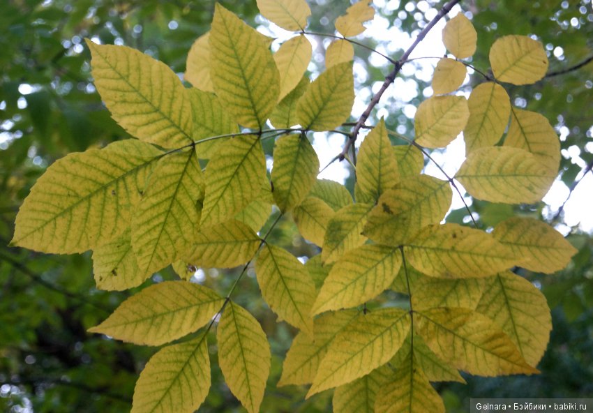 Здравствуй, осень — Разные шарнирные куклы (не БЖД): редкие