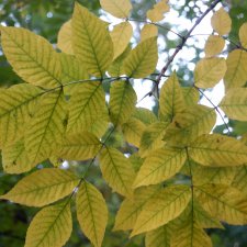 Здравствуй, осень