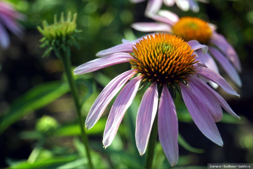 В ожидании лета — Разные шарнирные куклы (не БЖД): редкие