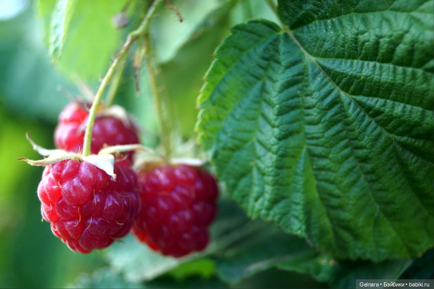 В ожидании лета — Разные шарнирные куклы (не БЖД): редкие