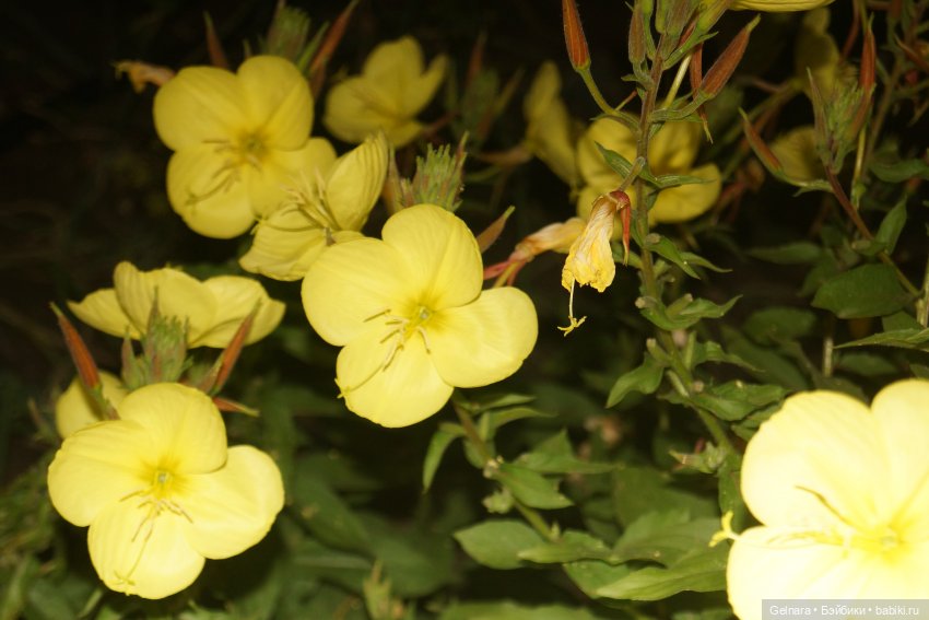 В ожидании лета — Разные шарнирные куклы (не БЖД): редкие (фото 9)