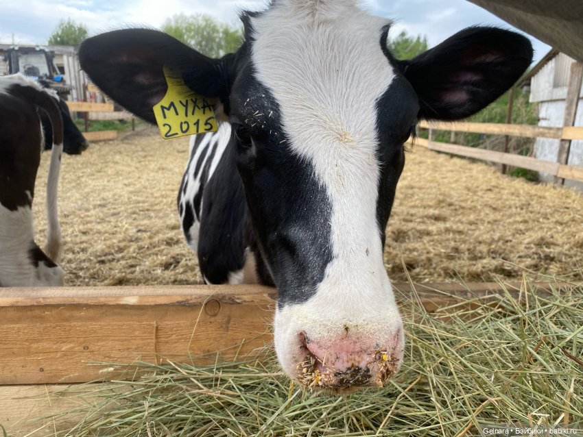 В ожидании лета — Разные шарнирные куклы (не БЖД): редкие