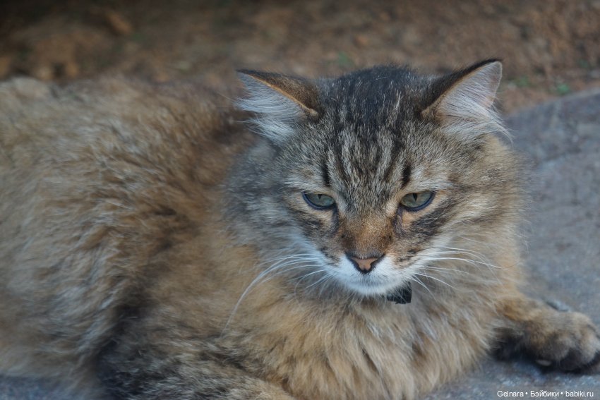 В ожидании лета — Разные шарнирные куклы (не БЖД): редкие