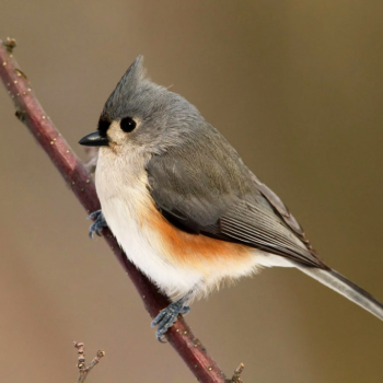 Верните птичку на место!