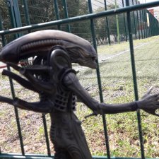 Свой среди чужих