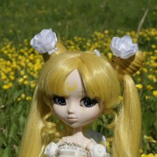 Полевой цветок