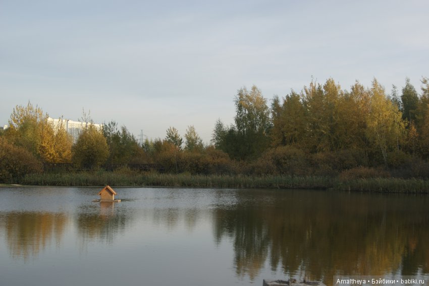 Осенняя Страна Чудес — Куклы Pullip (Пуллип) (фото 5)