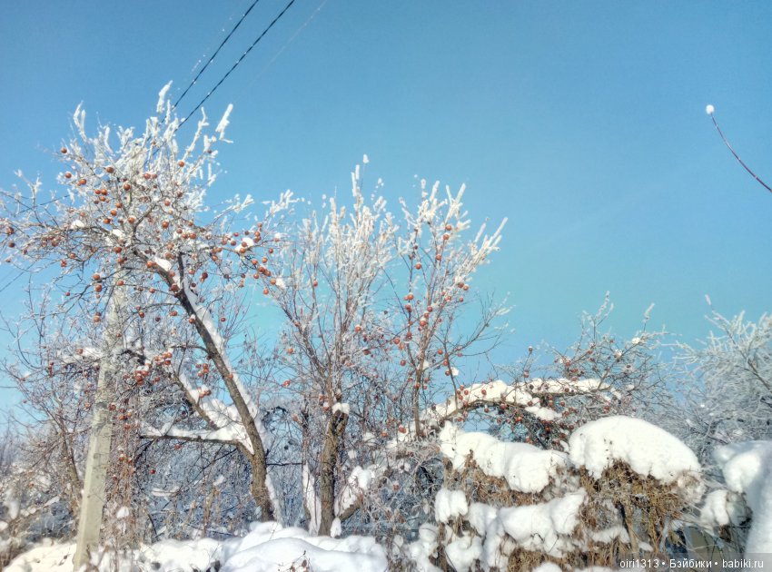 Новенькая медвежулька и ее зимняя прогулка (фото 7)