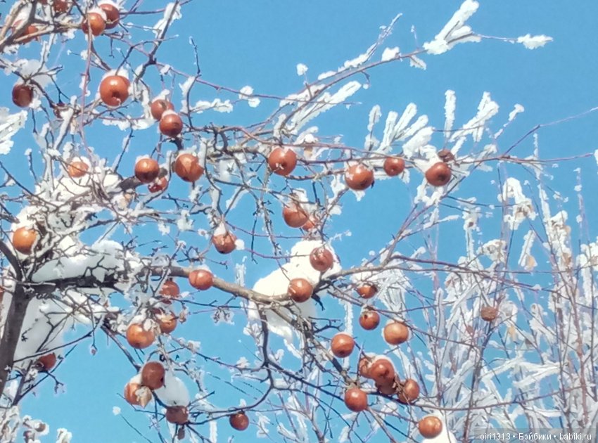 Новенькая медвежулька и ее зимняя прогулка (фото 8)