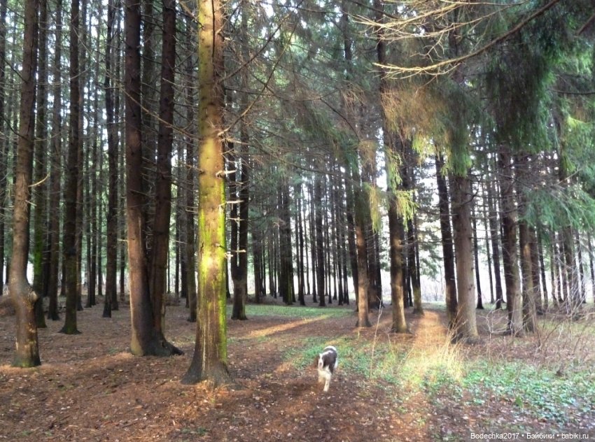 С Днем города! Мой уголок Москвы. Битцевский парк (фото 3)