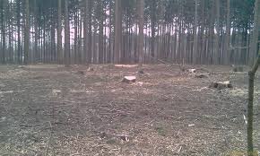 С Днем города! Мой уголок Москвы. Битцевский парк (фото 5)