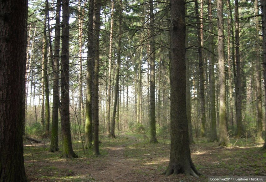 С Днем города! Мой уголок Москвы. Битцевский парк (фото 2)