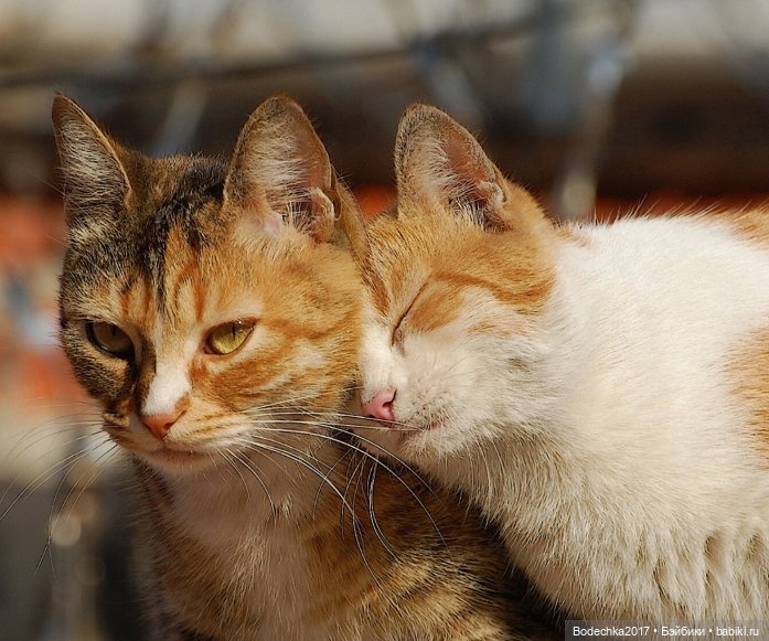 Обнимашки перед сном — Болталка и разговоры обо всем: жизнь (фото 5)