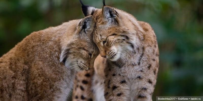 Обнимашки перед сном — Болталка и разговоры обо всем: жизнь (фото 8)