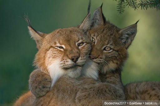 Обнимашки перед сном — Болталка и разговоры обо всем: жизнь