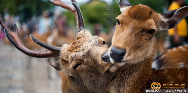 Обнимашки перед сном — Болталка и разговоры обо всем: жизнь (фото 7)