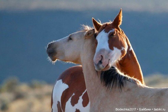 Обнимашки перед сном — Болталка и разговоры обо всем: жизнь (фото 10)