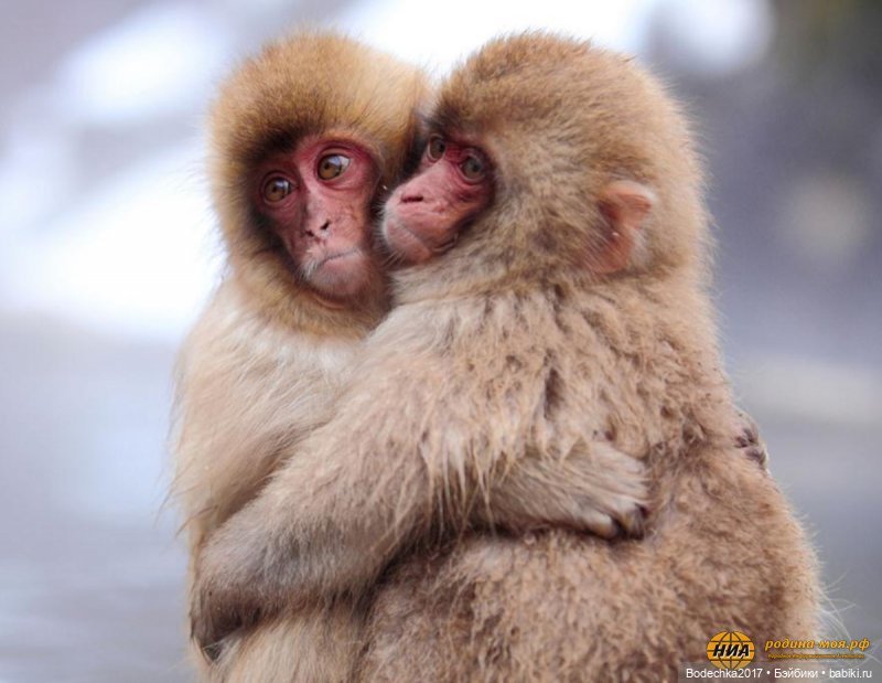 Обнимашки перед сном — Болталка и разговоры обо всем: жизнь (фото 6)