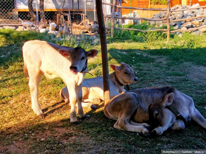 Вспоминая лето — Болталка и разговоры обо всем: жизнь